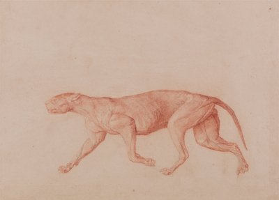 A Comparative Anatomical Exposition of the Structure of the Human Body with That of a Tiger and a Cow by George Stubbs
